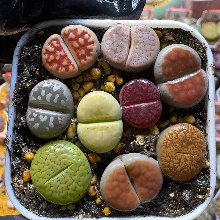 生石花1111111。   131