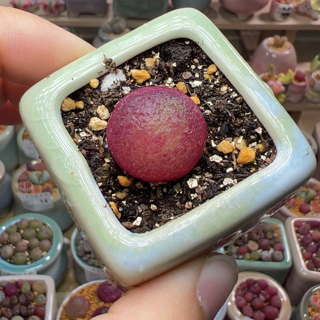 多肉植物41号灯泡