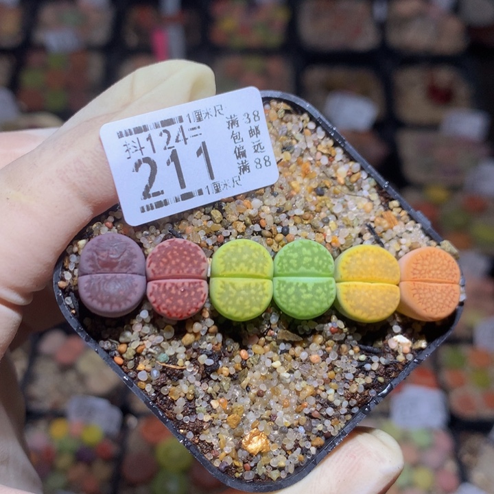 精品生石花124.211