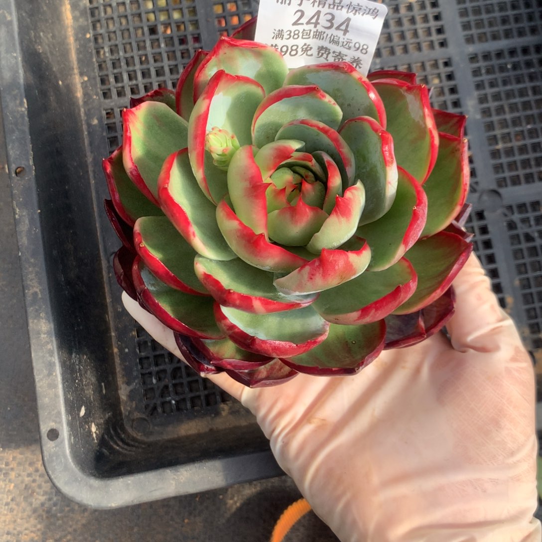 2434号一物一拍13厘米