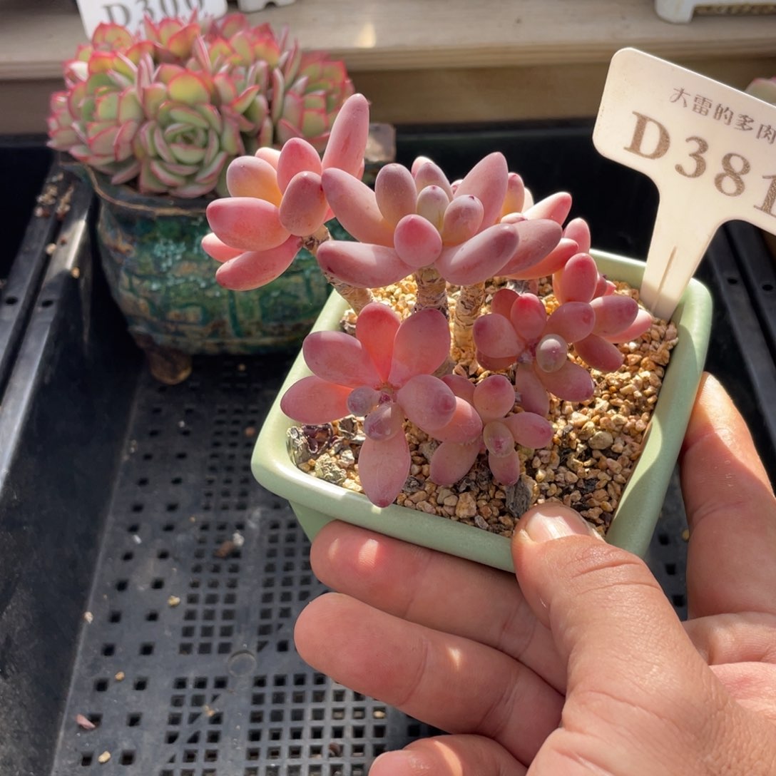 381苹果奶不带盆9厘米