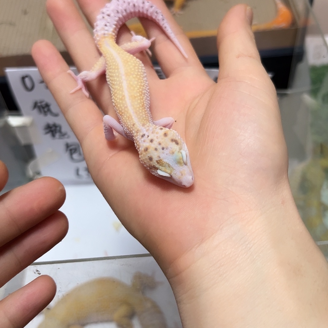 豹纹守宫豹纹守宫