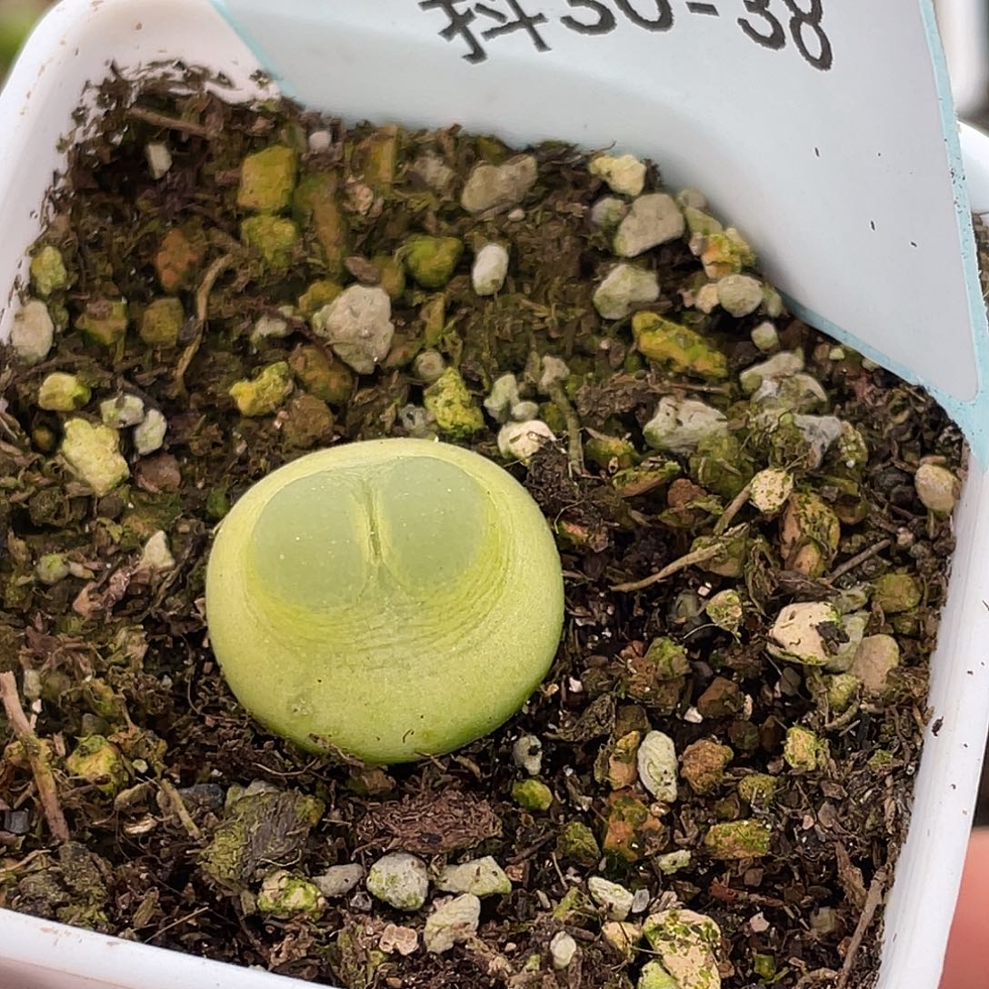 左***艺30-38肉锥多肉植物