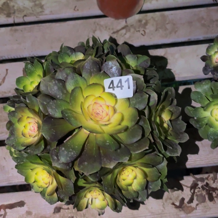 441黑膜科技锦多肉植物不售后