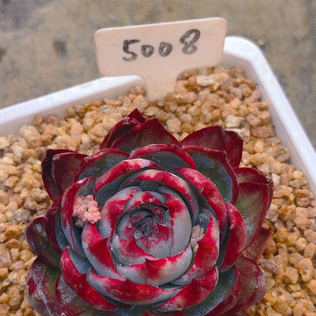 惊鸿仙子一物一拍5008号