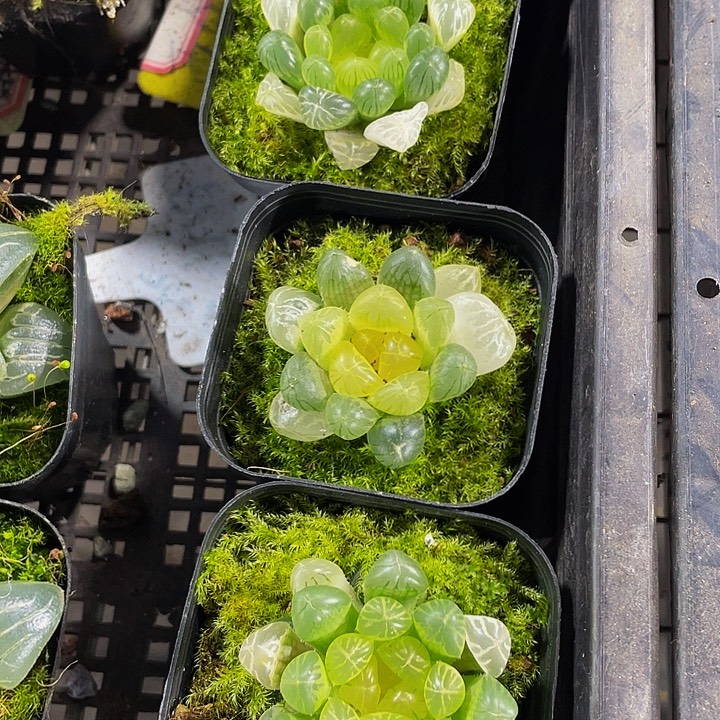 琥珀玉露带哦土发