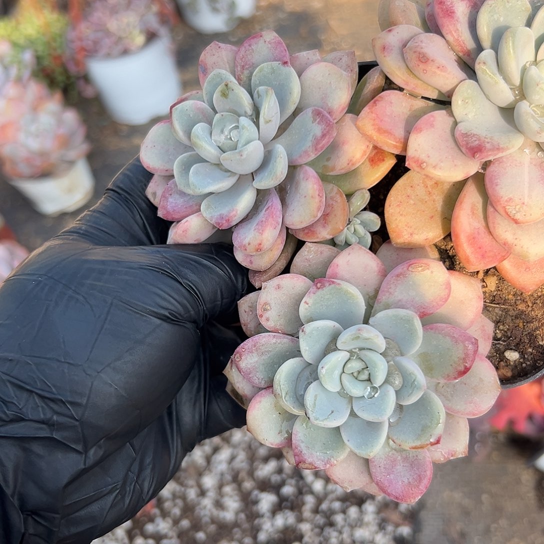 多肉植物花斑鹿群