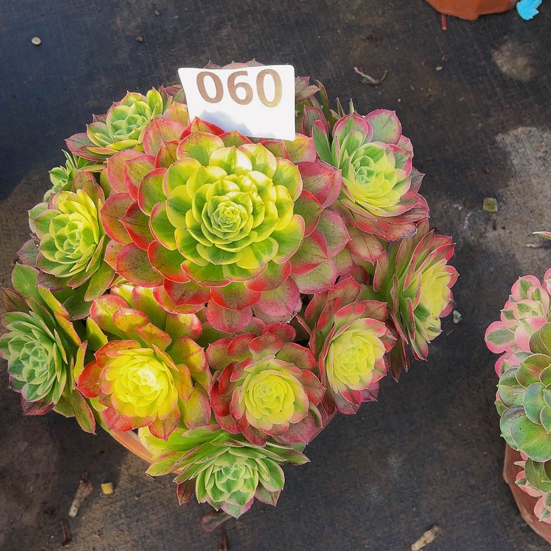 海鲜060拖土发货