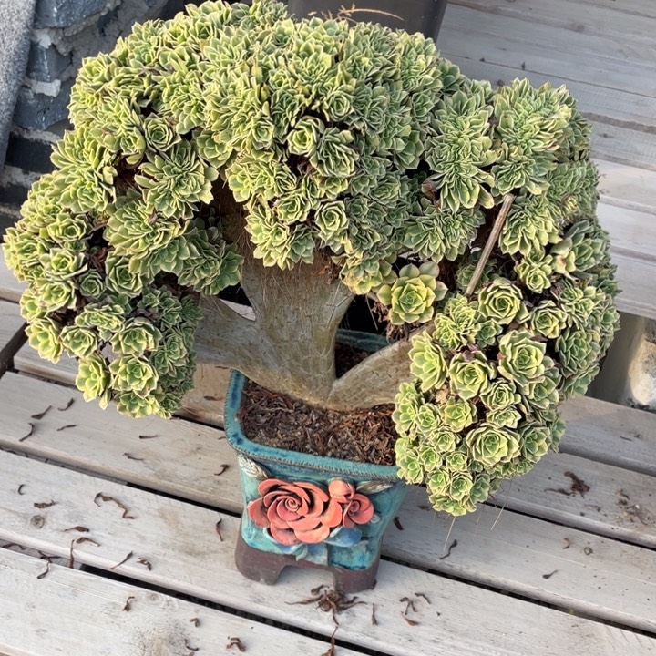 法师老桩缀化绿豆沙