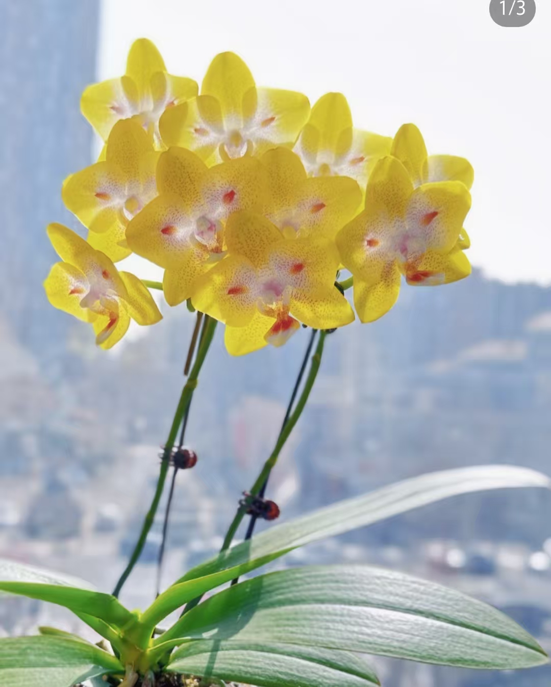 蝴蝶兰[海绵宝宝2.8杯】有反组可能。。没有开花