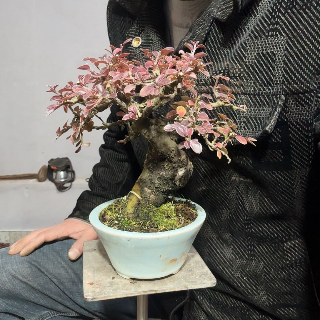 平***0云南昭通红花平枝栒子