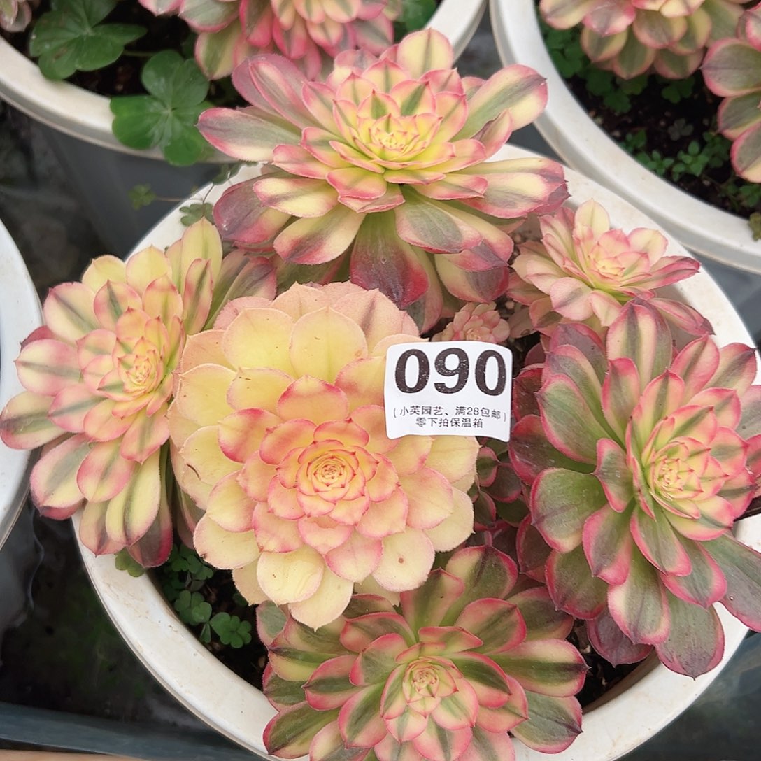 海神090多肉植物多肉植物