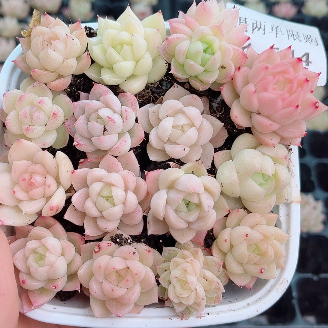 1-544 新疆西藏内蒙不发12.8包邮2-3公分多肉