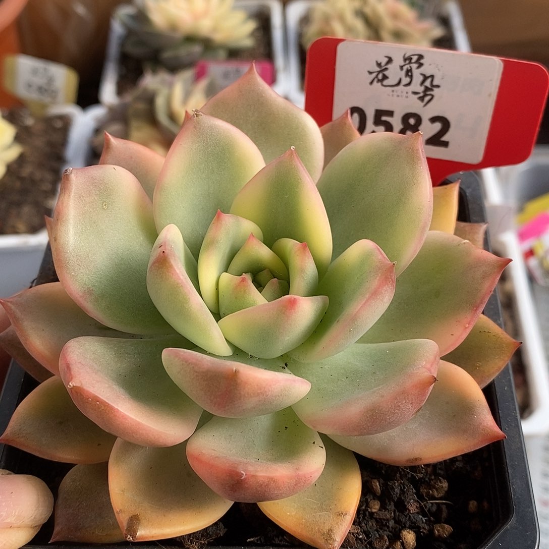 582卡梅拉哈哈哈哈哈哈