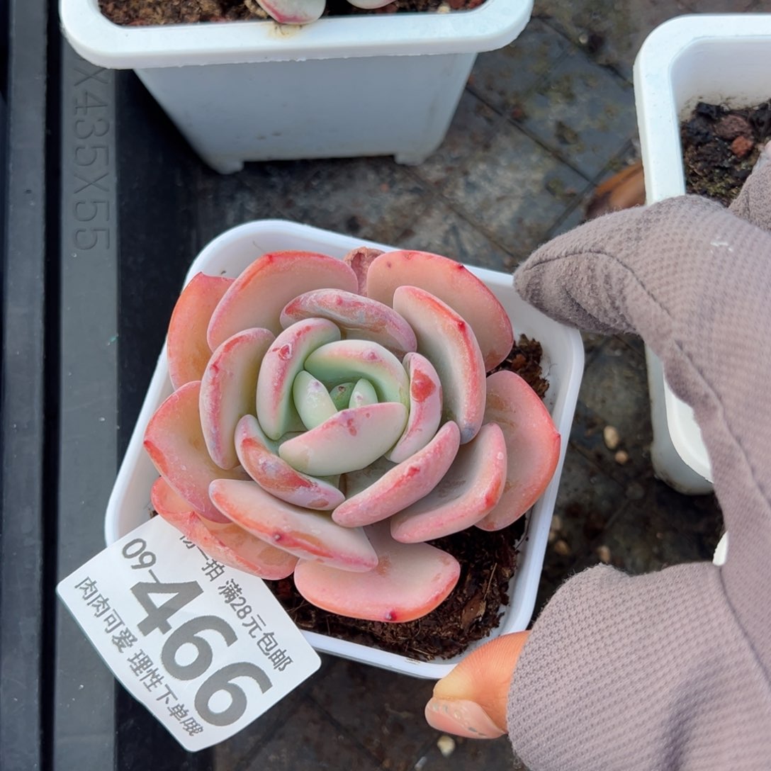 白月光多肉多肉多肉多肉