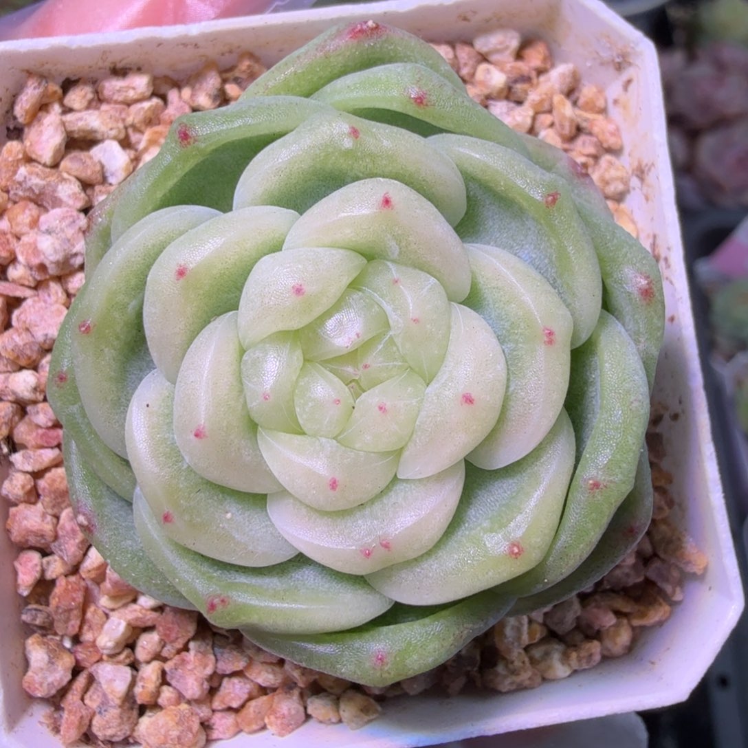 B1财富一头三崽开播福利