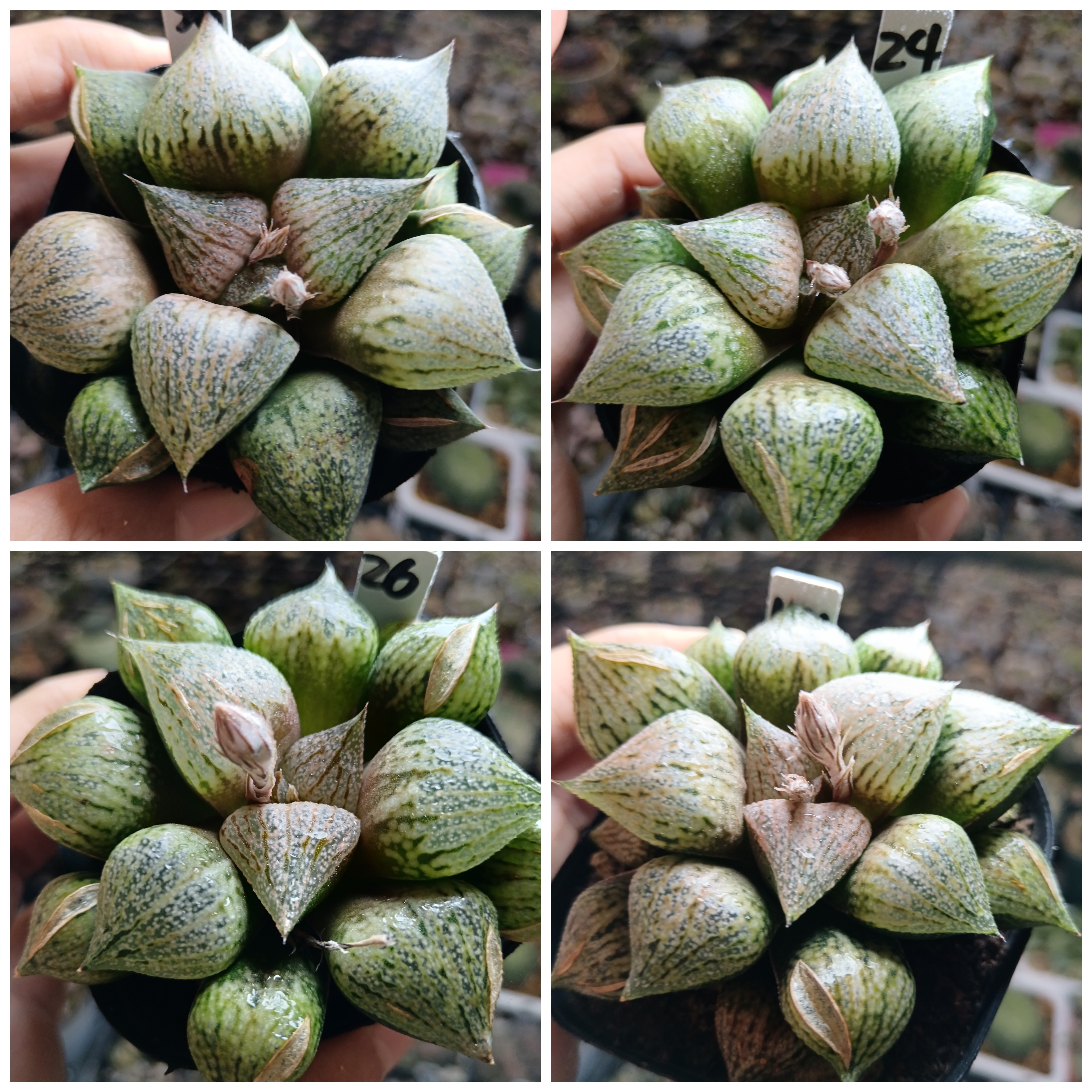 桃源乡白银寿十二卷多肉植物一物一拍带盆带土发货25年1月10号