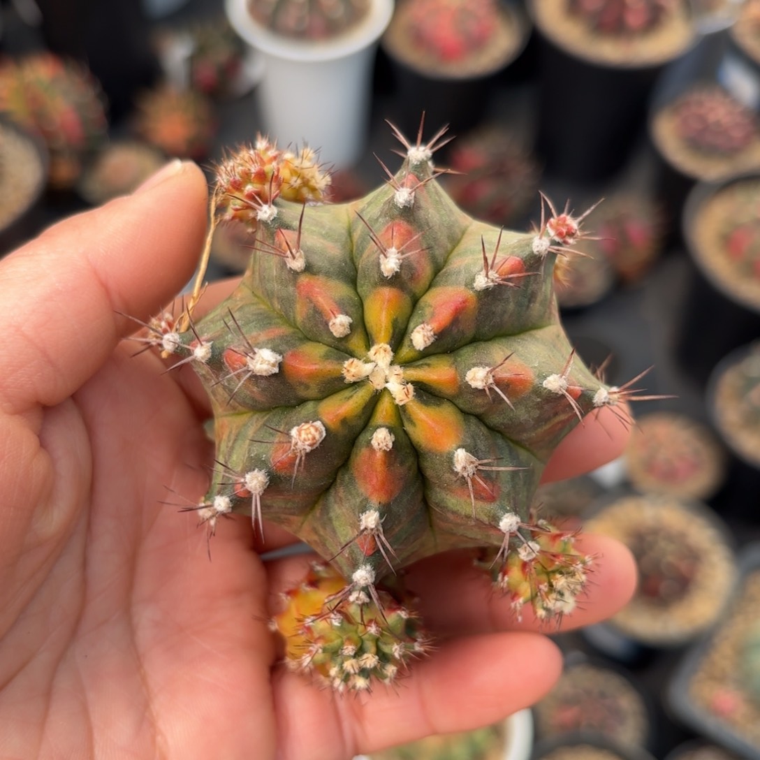 泰系乌贼米哈仙人球600