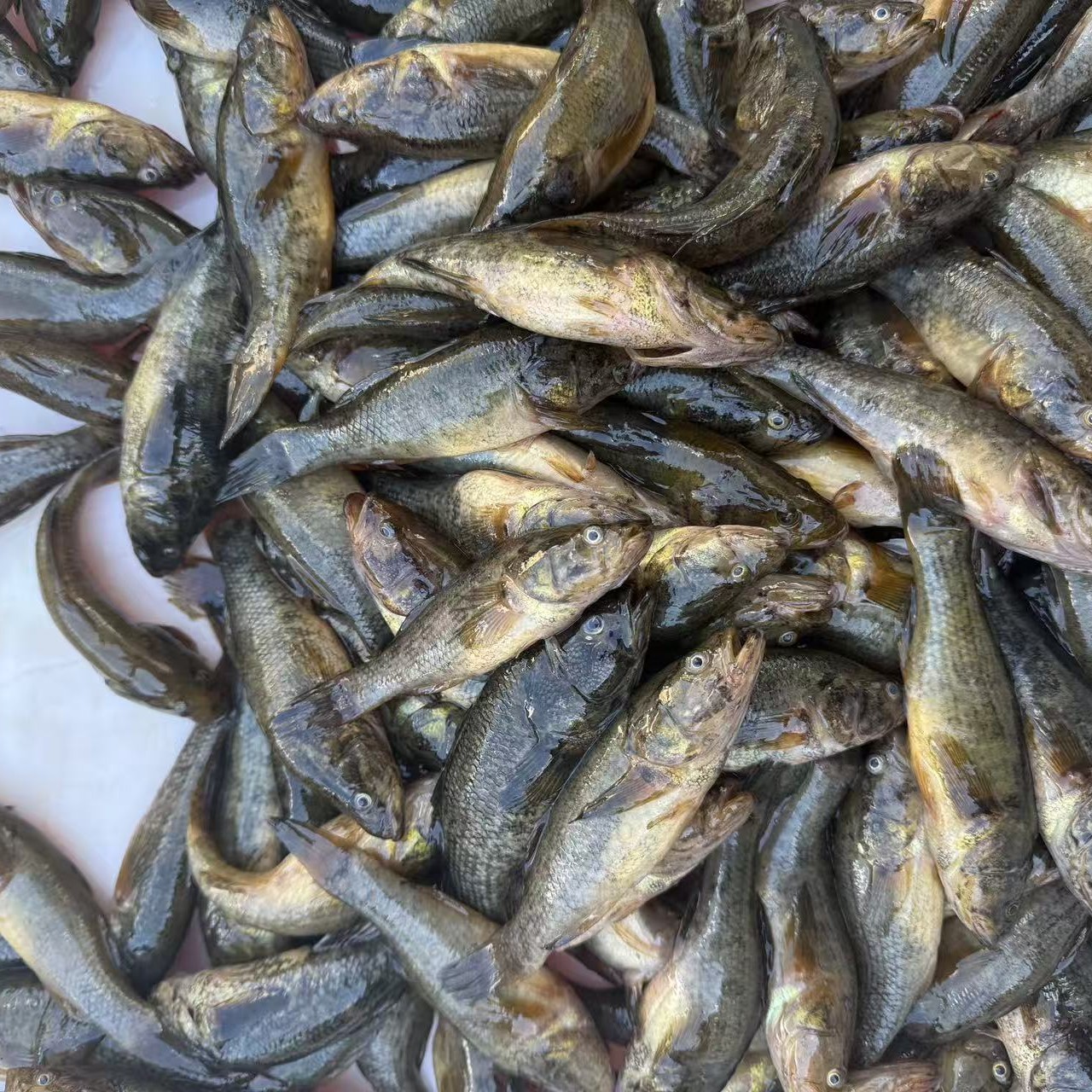 小号老头鱼大小不一介意别拍活体发货保鲜不保活