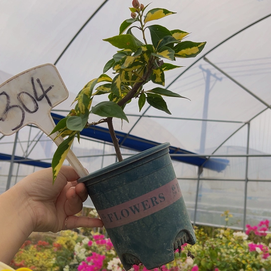 当前无花栽培后可以开花造型 金心橙白 304