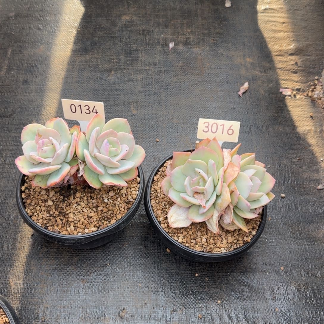 银***阳0134。  3016。两颗白凤肉