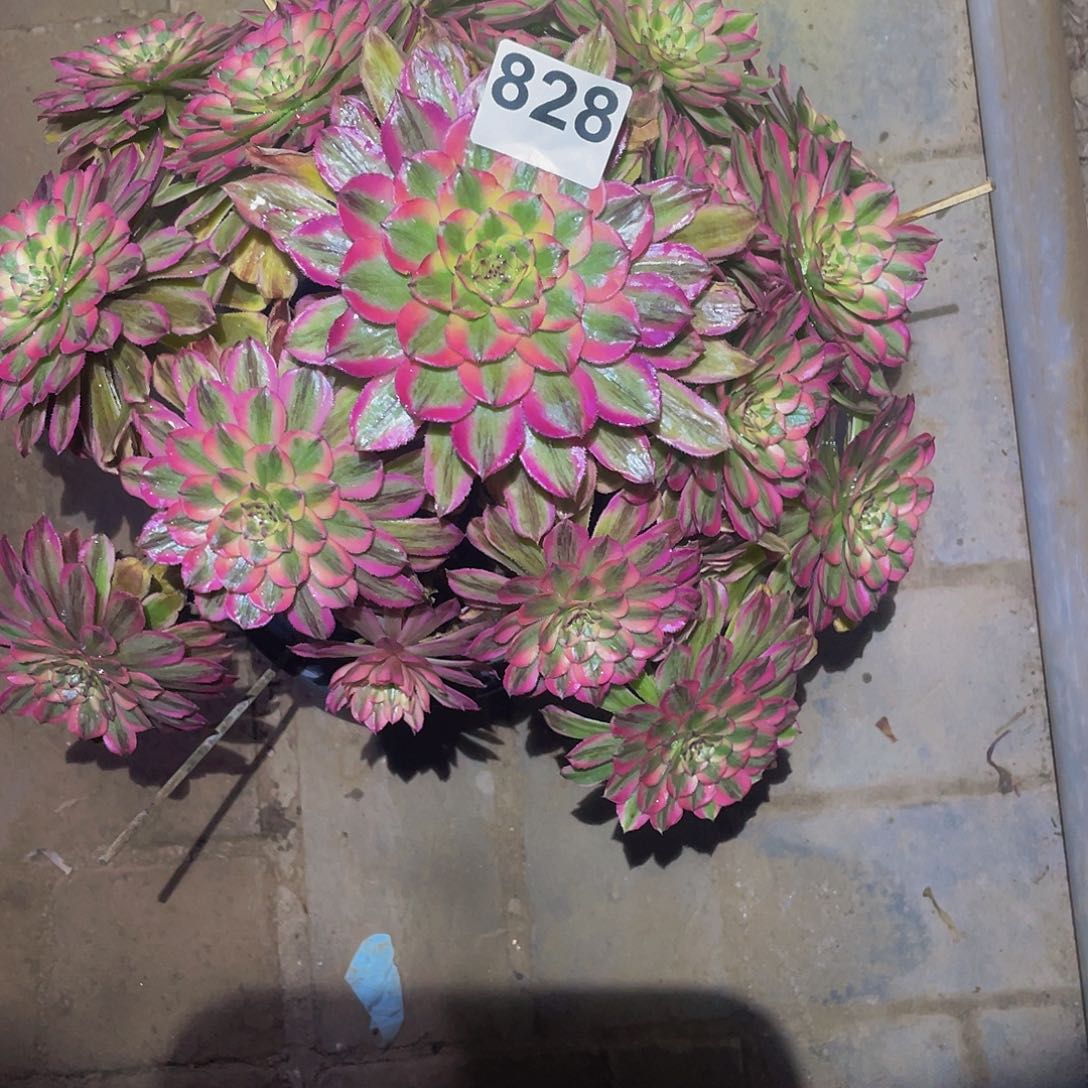 多肉法师828号夕颜发货不包损