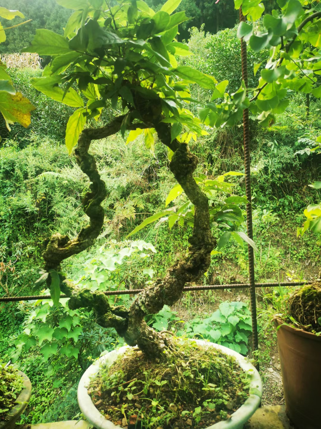 贵州小中型盆栽合叶欢造型盆景以直播间实物为准