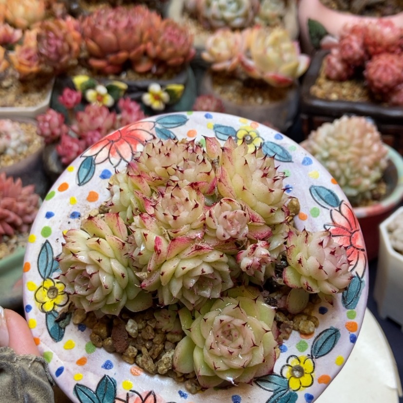 【闪购商品】睫毛精杂交