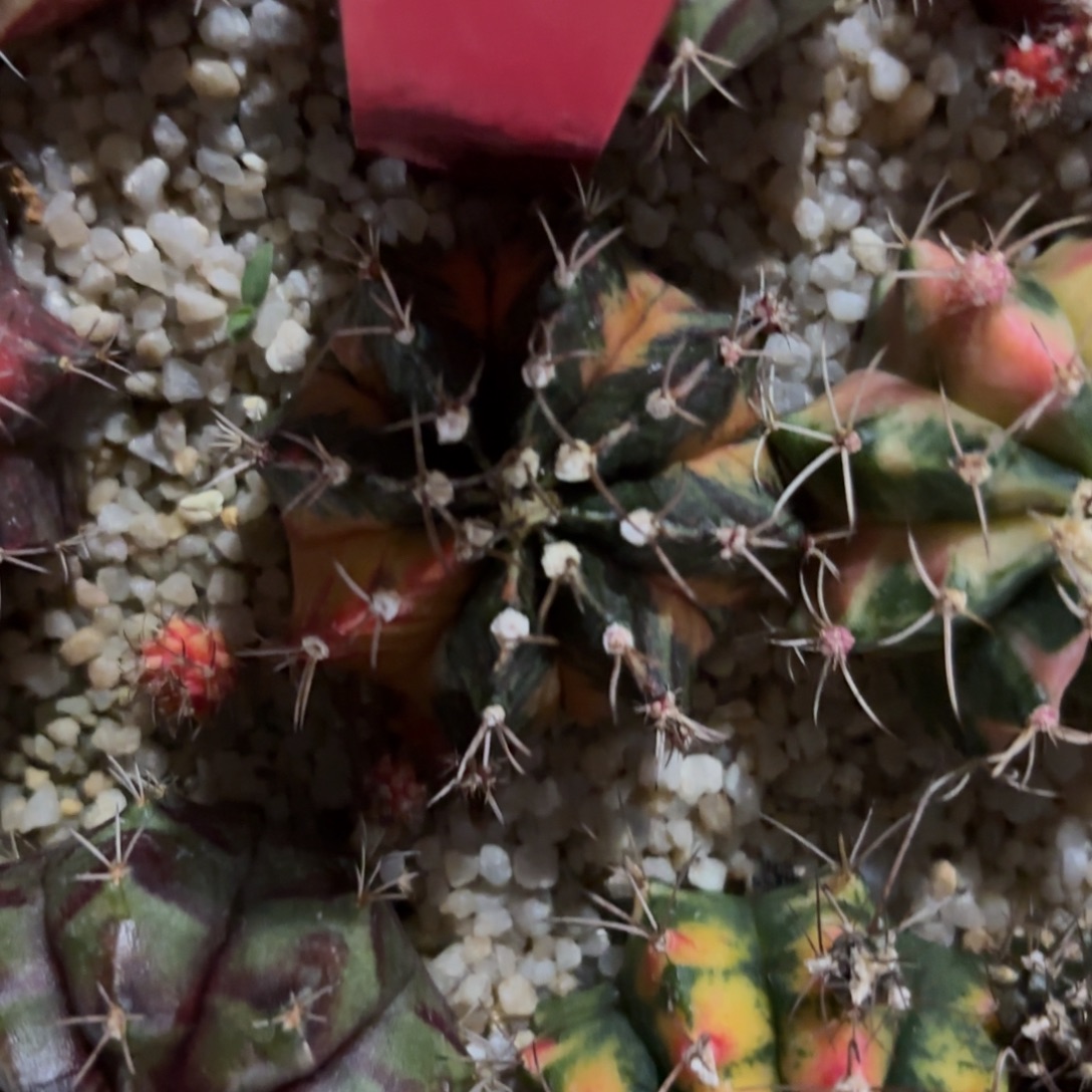 姑***爷264-1212泰国发货多肉