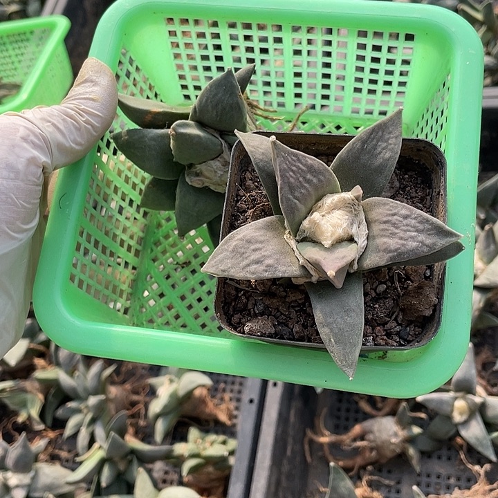 实生青瓷2颗特价不退换