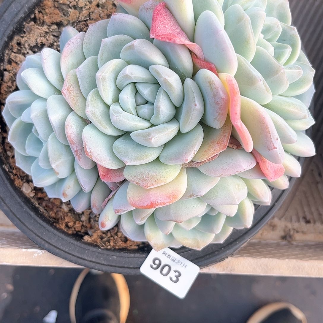 阿雅园艺。           903
