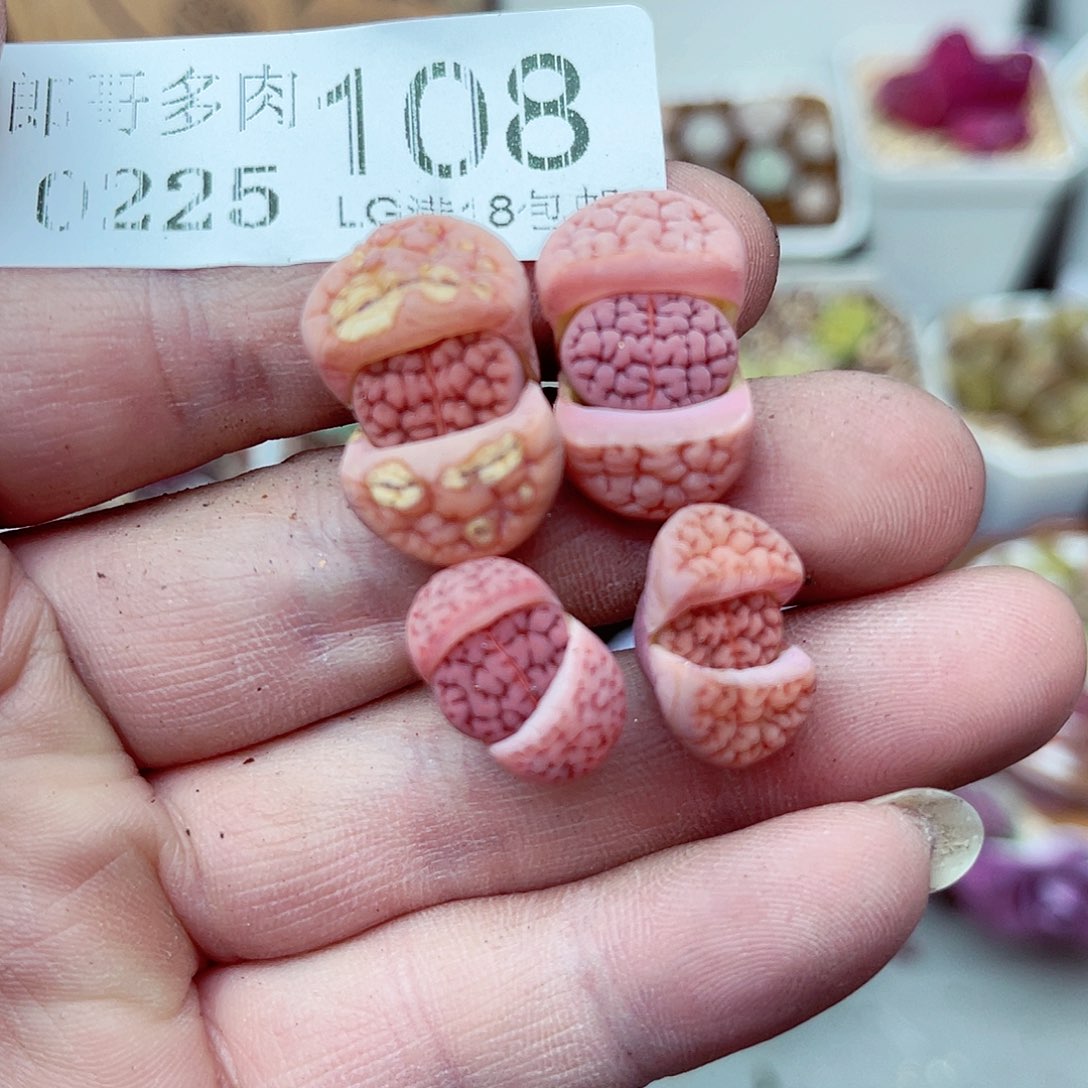 郎哥多少生石花25-108