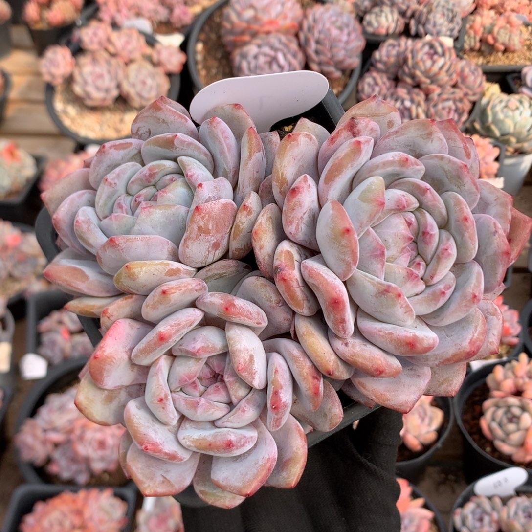 15厘米三头有砍石榴籽 长腿 7