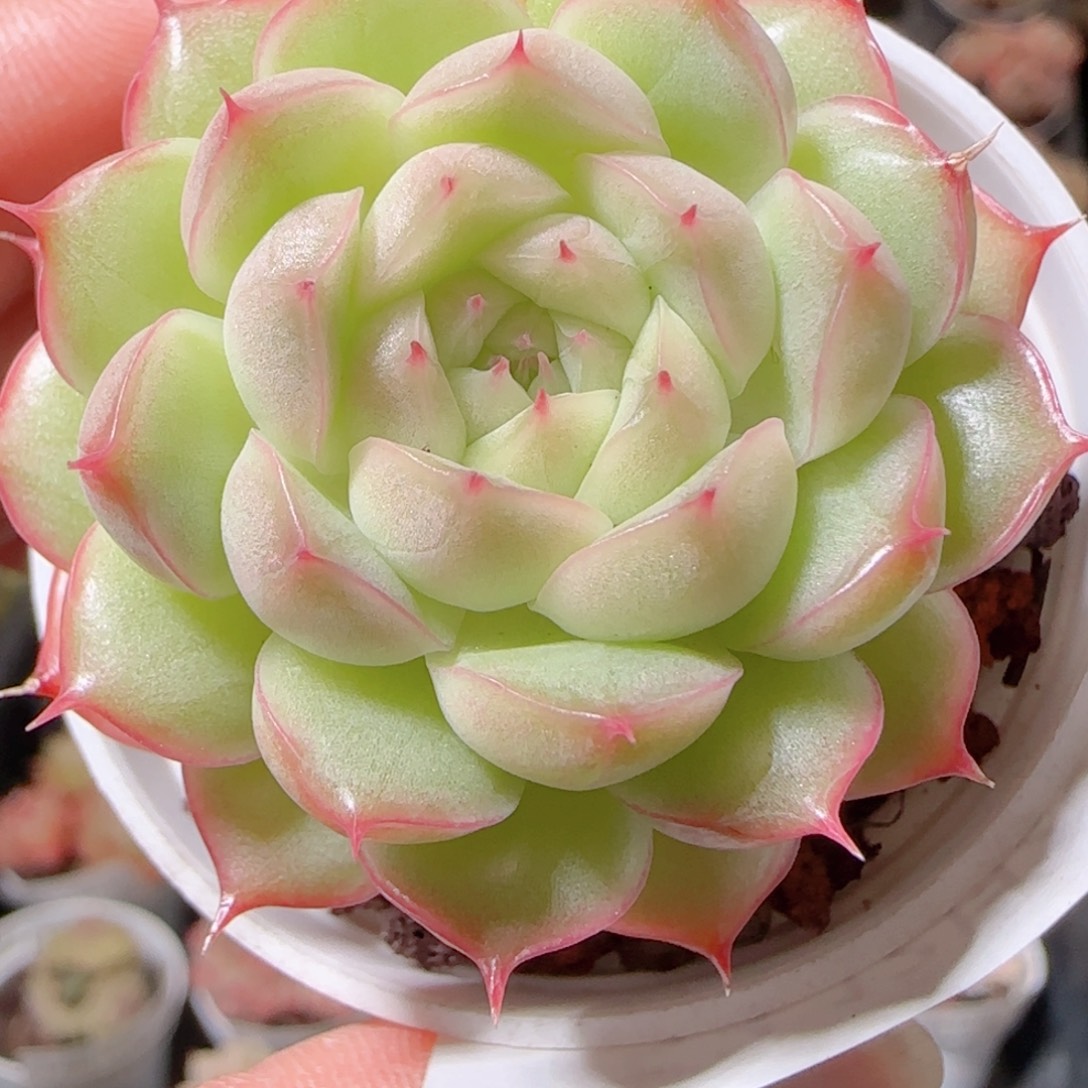 花语多肉1220-153