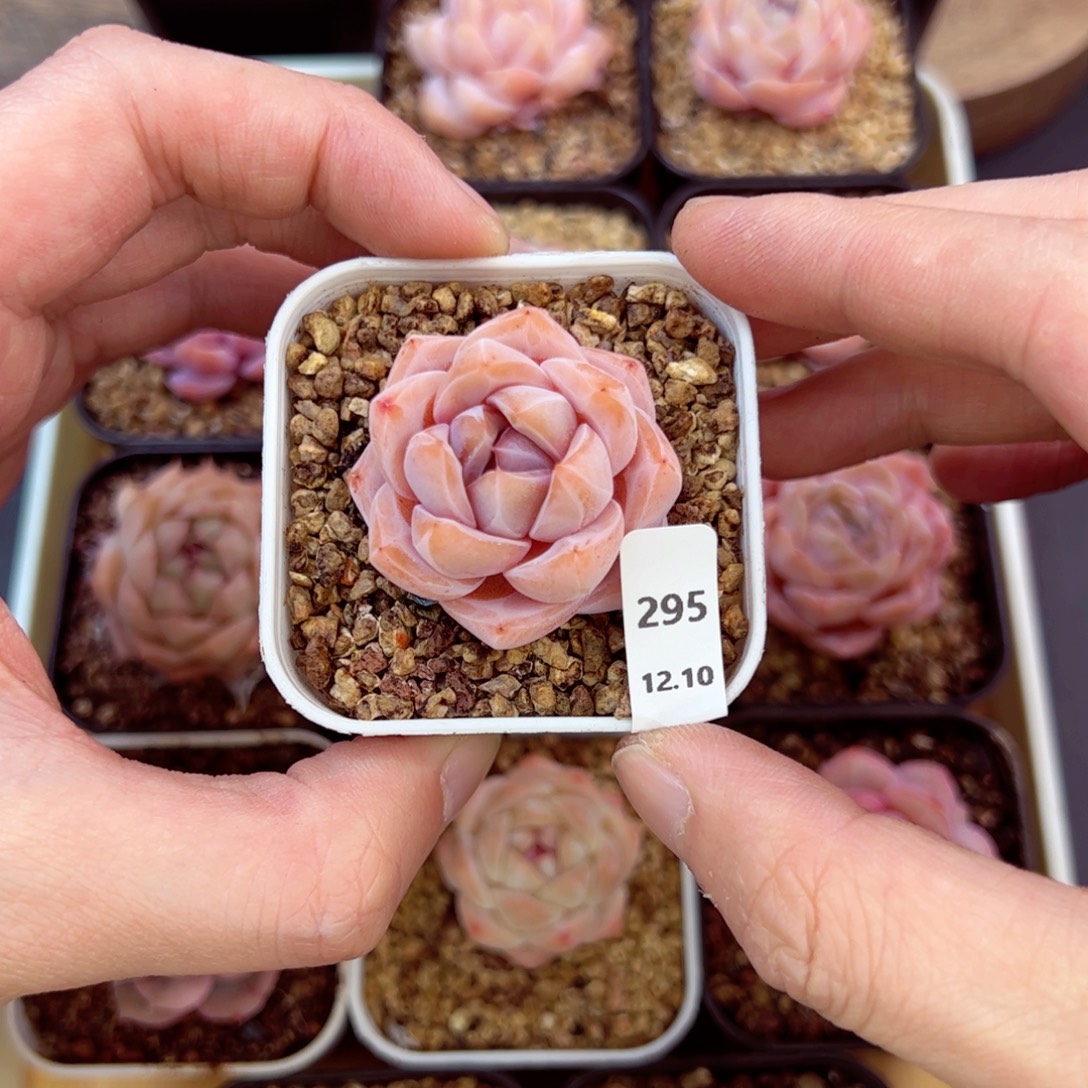 好好看295、哈哈哈哈