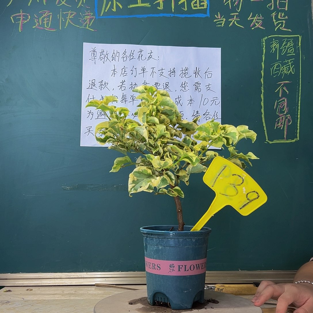 当前无花栽培后可以开花金边黄 139