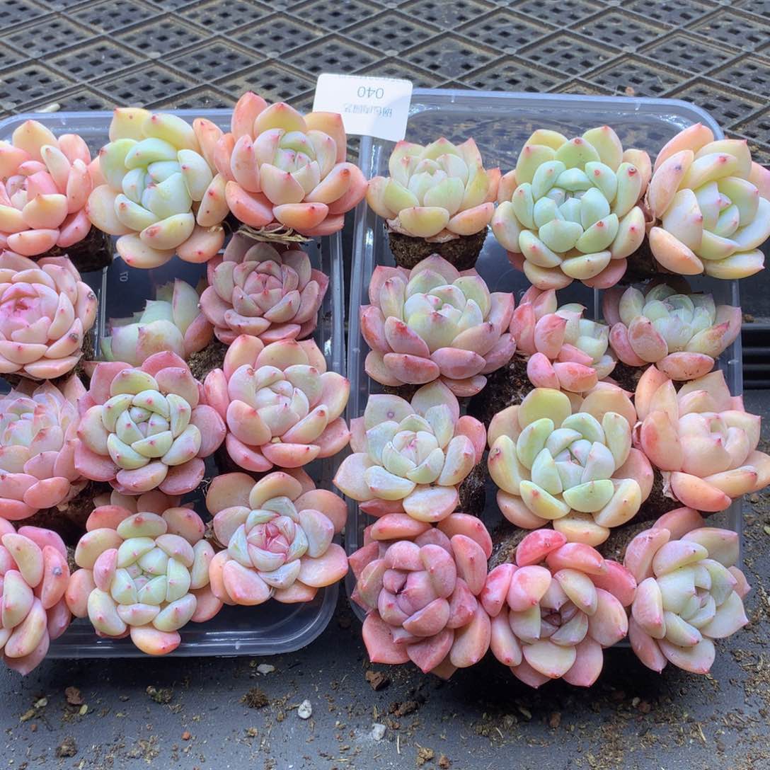 反反复复还是很开心041