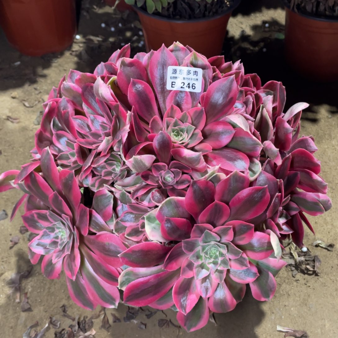 246女妖多肉法师断枝不包