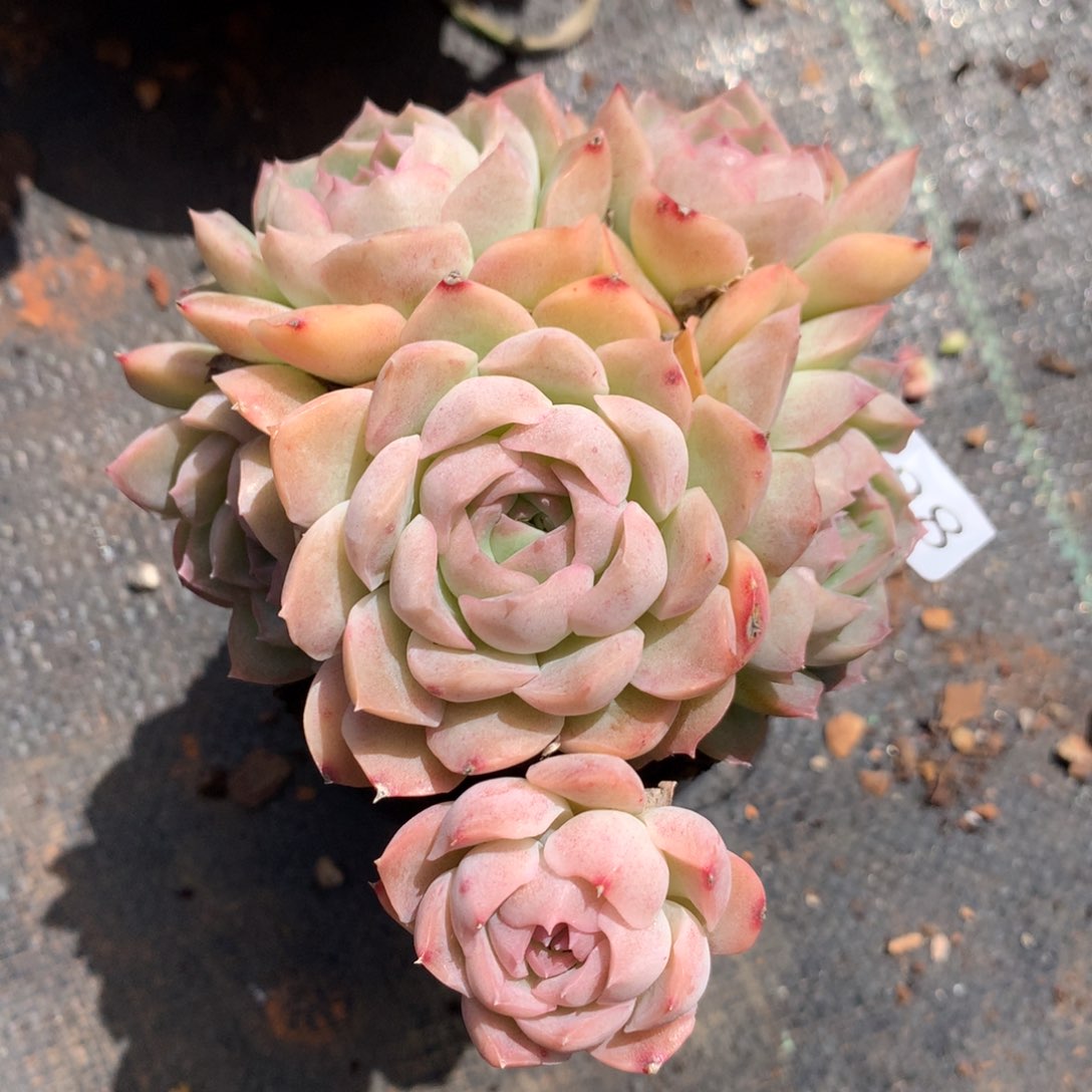 3738杂交精品基地12厘米