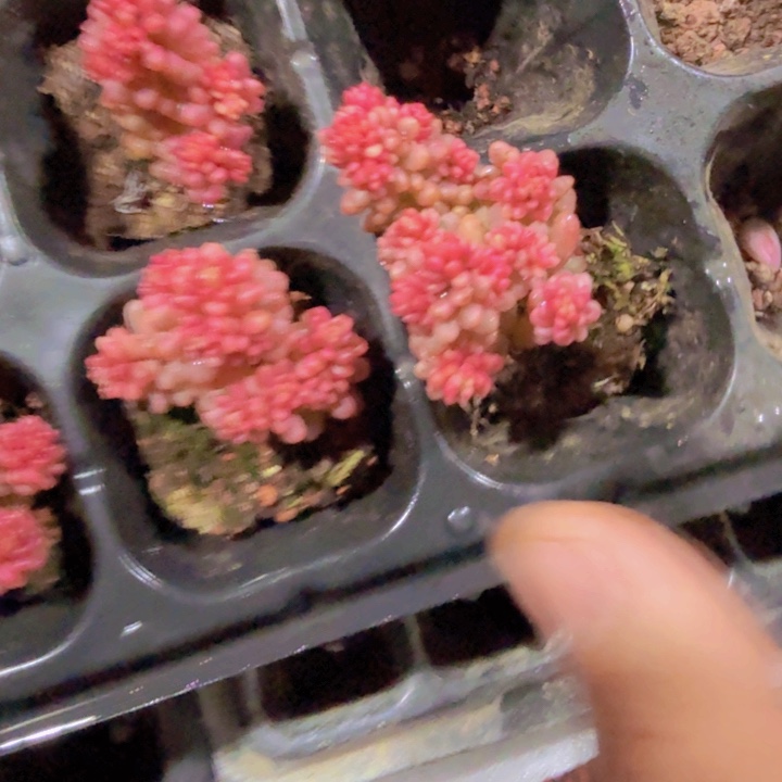 红色浆果锦一颗穴盘