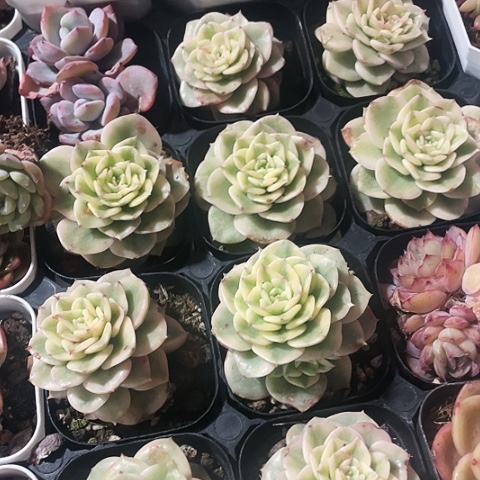 腊牡丹锦6.8一盆88888