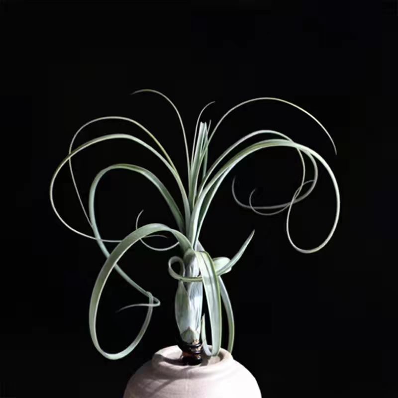 空气凤梨 稀有品种 柳叶 室内无土绿植 干净好养懒人