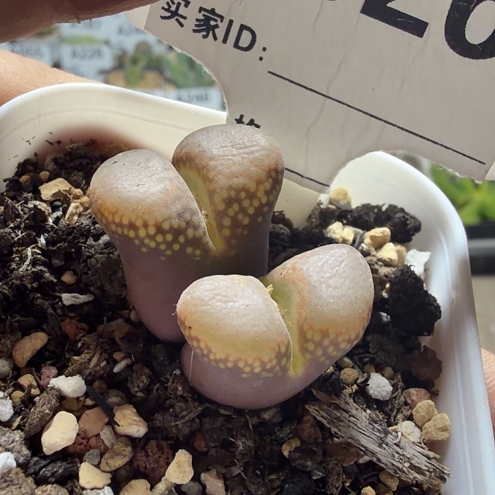 026。满38包邮肉锥