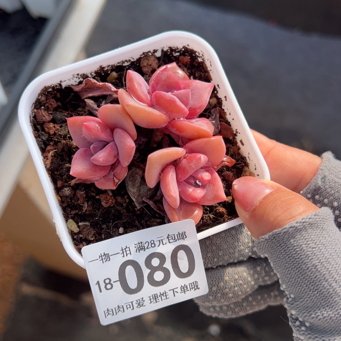 彩虹糖多肉多肉多肉多肉