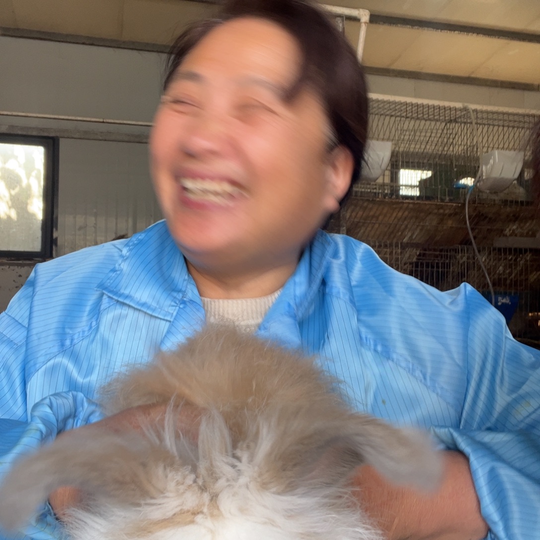 双血统英系安拉兔子