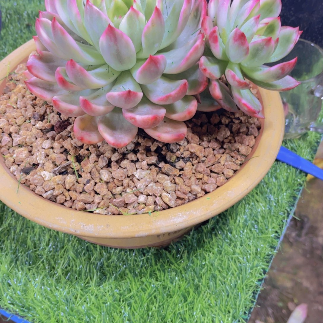 红***提多肉植物保护研究所所长