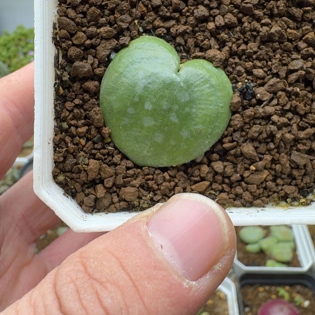 爱心雾冰玉多肉。