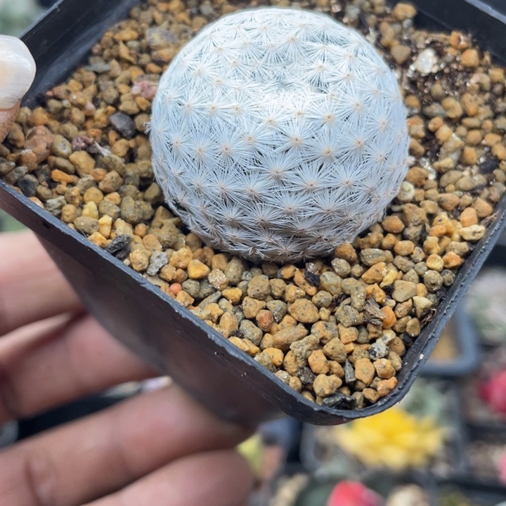 自根白鸟带盆发货