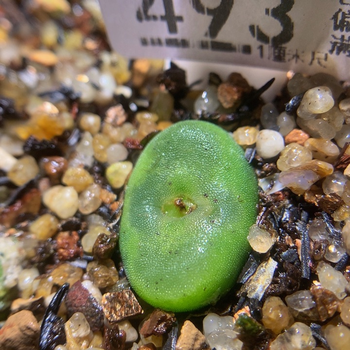  精品生石花225.493