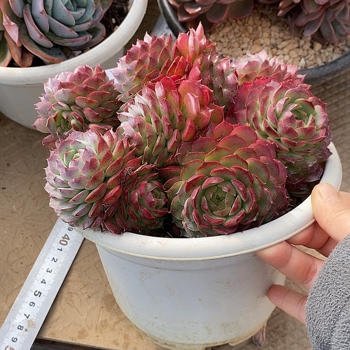 小七夕多肉朱砂痣46